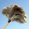 Ostrich feather duster against a blue sky.