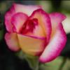 Pink and White Double Delight Rose