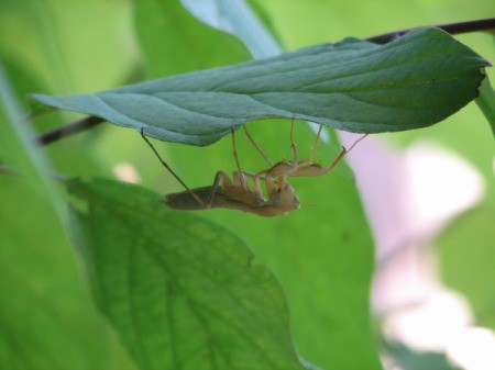 Praying Mantis on Underside of Leaf