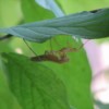 Praying Mantis on Underside of Leaf