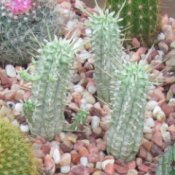 Photo of a cactus.