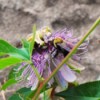 Two Large Bees Laying Dormant on Passion Flower