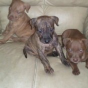 Three Pit Bull puppies on a leather chair.