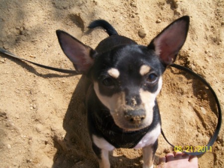 Dixie the Chihuahua Sitting in the Sand