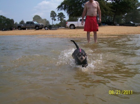 Dixie the Chihuahua Running in the Water