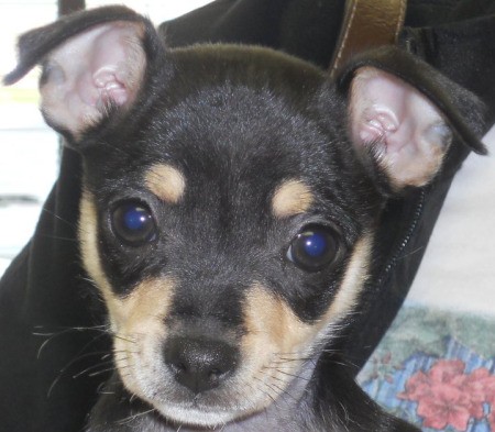Closeup of Dixie the Chihuahua