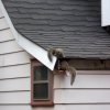 Squirrels going through fascia board into attic.
