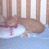 An orange cat sleeping in a crib.