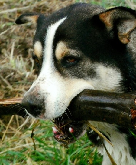 Bailout Chewing on Large Stick