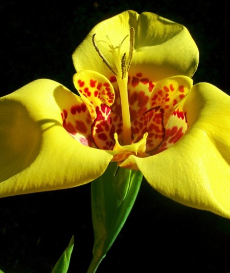 Yellow Iris LIke Flower with Red Spots