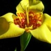 Yellow Iris LIke Flower with Red Spots