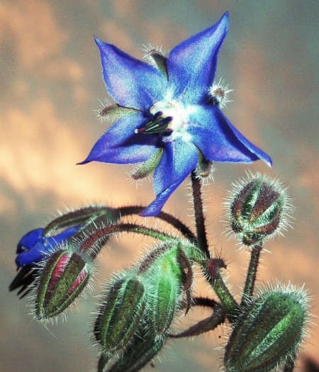 Blue Tarragon Flower