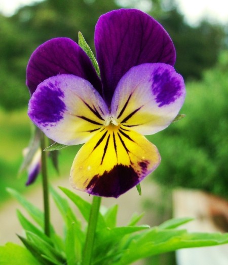 Purple and Yellow Viola Flower
