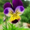 Purple and Yellow Viola Flower