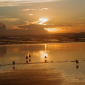 Ocean Shores Sunset with Birds in Foreground