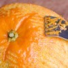 A zester being used on an orange.