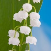 Closeup of lily-of-the-valley flowers against green of leaves and blue sky.
