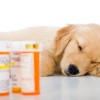 Medication for a sick Golden Retriever puppy.