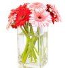 Pink and red daisies in a clear glass vase.