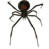 underside of Black Widow Spider