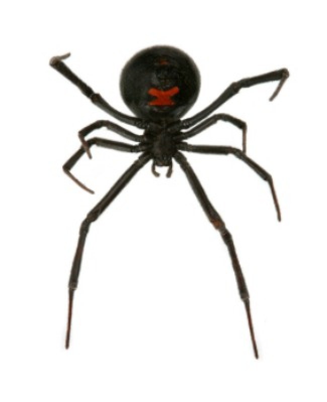 Getting Rid of Black Widow Spiders | ThriftyFun