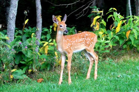 Baby Fawn on the Edge of Woods