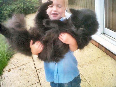 Small girl holding a very large black cat.