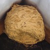 A wasp's nest in the corner of a roof.