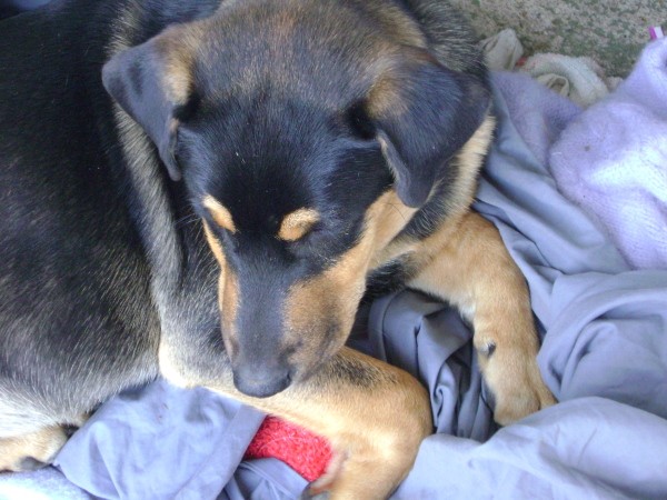 Black and brown yound dog laying down