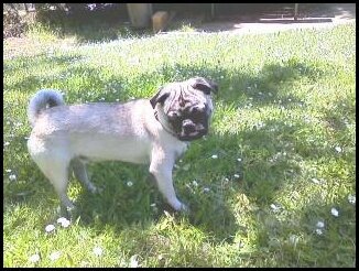 Willie the Pug Standing in the Grass