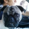 Closeup of Willie the Pug in Car