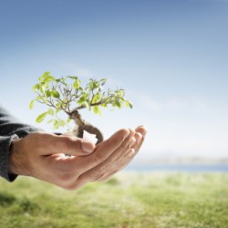 Ecological Tips, Hands Holding Small Tree