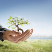 Ecological Tips, Hands Holding Small Tree