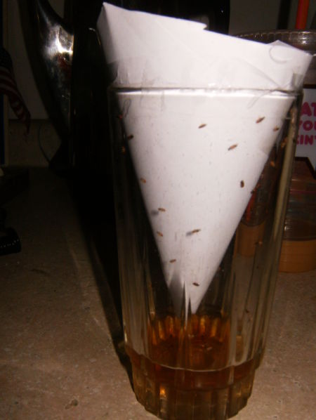 Paper funnel down inside of drinking glass. Trapped gnats visible in the glass.