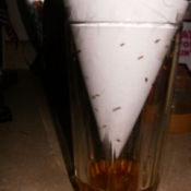 Paper funnel down inside of drinking glass. Trapped gnats visible in the glass.