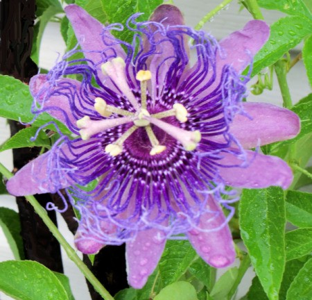 Purple Passiflora