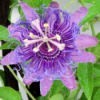 Purple Passiflora
