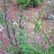 White flower with long projecting separate long projecting petals.