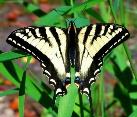 Large Yellow and Black Butterfly