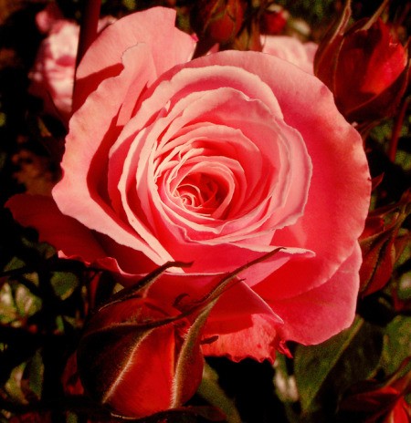 Large Pink Rose