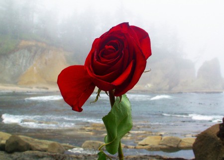 Red Rose with Ocean in Background