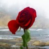 Red Rose with Ocean in Background