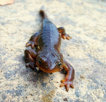 Closeup of Salamander on Rock