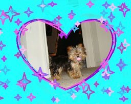 Baby Yorkie in Heart and Star Frame
