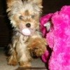 Baby the Yorkie by Pink Stuffed Animal