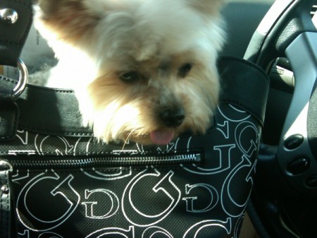 Baby the Yorkie in Black and White Purse
