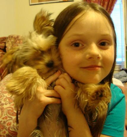 Baby the Yorkie Being Held Up For Photo by Little Girl