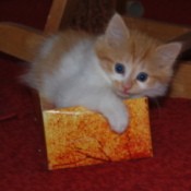 Tasha the Kitten on Top of Tissue Box