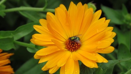 Large Yellow Daisy With Fly in Center