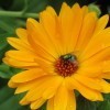 Large Yellow Daisy With Fly in Center